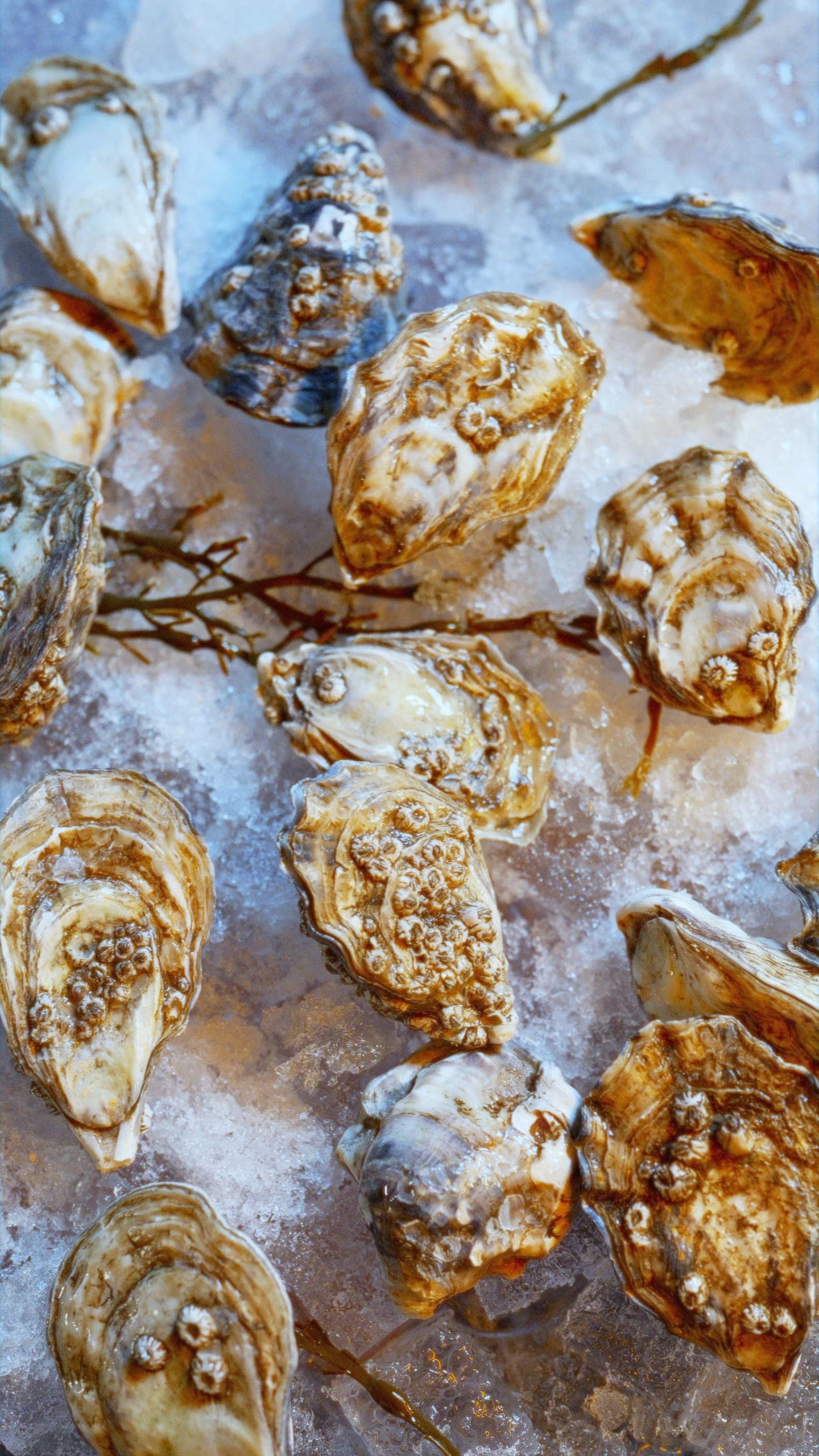 Freshly shucked oysters on crushed ice, mignonette scattered across the open shells